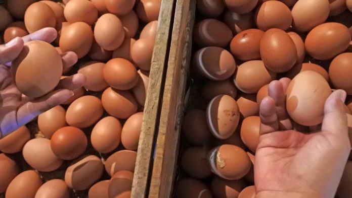 harga-telur-ayam-lagi-mahal-2_169
