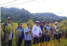 Panen Raya Padi di Jemaja Timur, Bupati dan Wabup Anambas Beri Apresiasi Petani