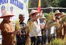 Perkuat Ketahanan Pangan, Bupati Roby Panen Perdana Padi Gogo Bersama Petani Maju Jaya