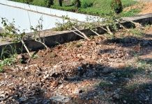 BP Batam Kecam Perusakan Puluhan Tanaman Bugenvil