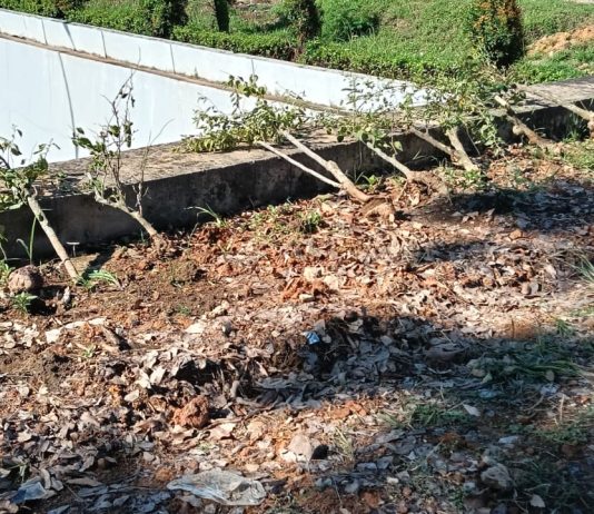 BP Batam Kecam Perusakan Puluhan Tanaman Bugenvil