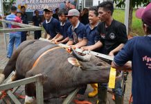 Semarak Idul Adha 1447 Hijriah, BP Batam Sembelih 33 Hewan Kurban Tingkatkan Kepedulian Sosial