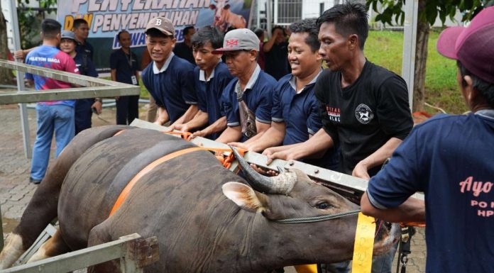 Semarak Idul Adha 1447 Hijriah, BP Batam Sembelih 33 Hewan Kurban Tingkatkan Kepedulian Sosial