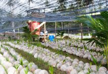 Melihat Pengembangan Bibit Kelapa Varietas Unggul Lokal di Natuna