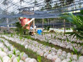 Melihat Pengembangan Bibit Kelapa Varietas Unggul Lokal di Natuna