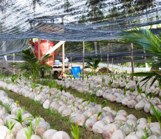 Melihat Pengembangan Bibit Kelapa Varietas Unggul Lokal di Natuna